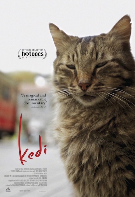Kedi movie poster